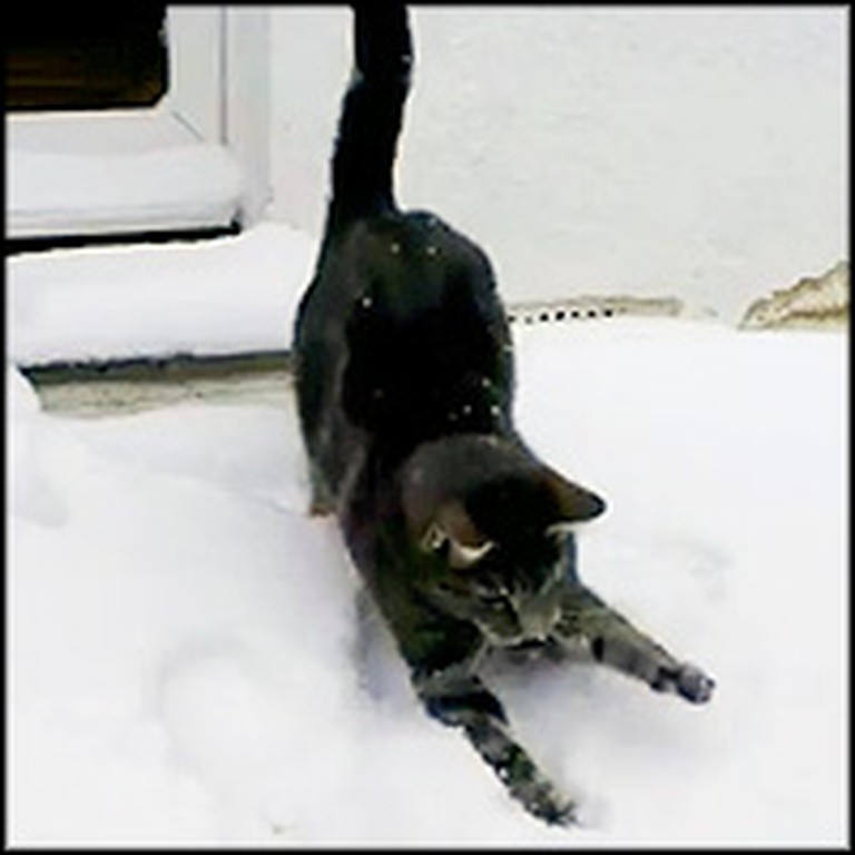 Playful Cat Ventures Into Snow for the First Time