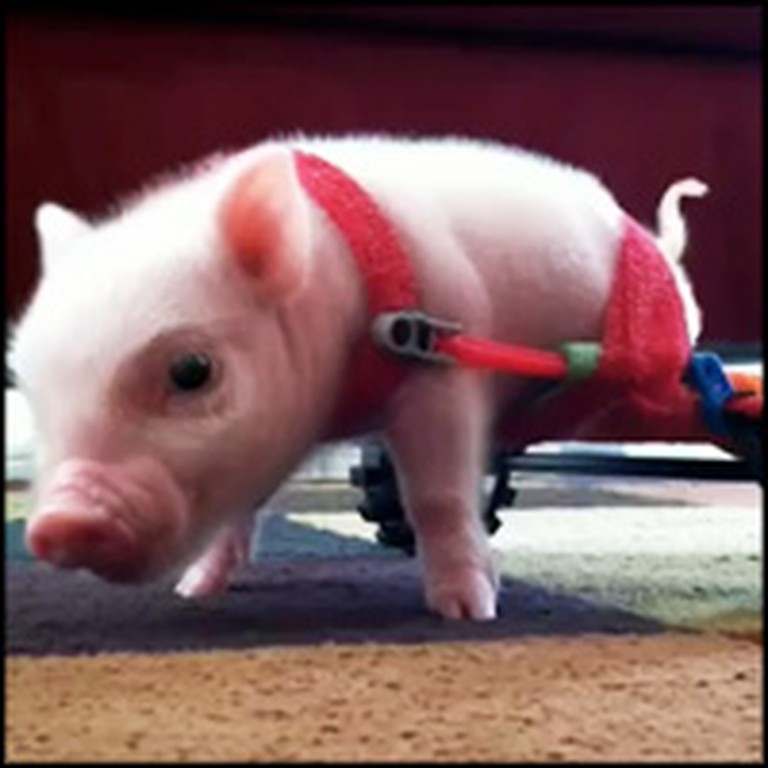 Disabled Mini Pig in a Wheelchair Will Make You Smile