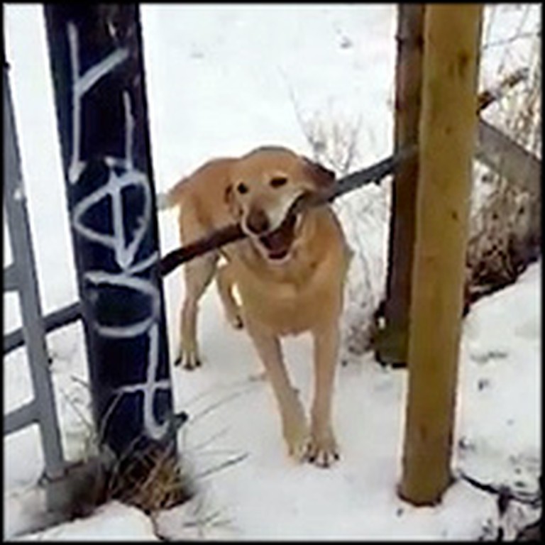 Funny Dog Will Do Anything to Get This Big Stick