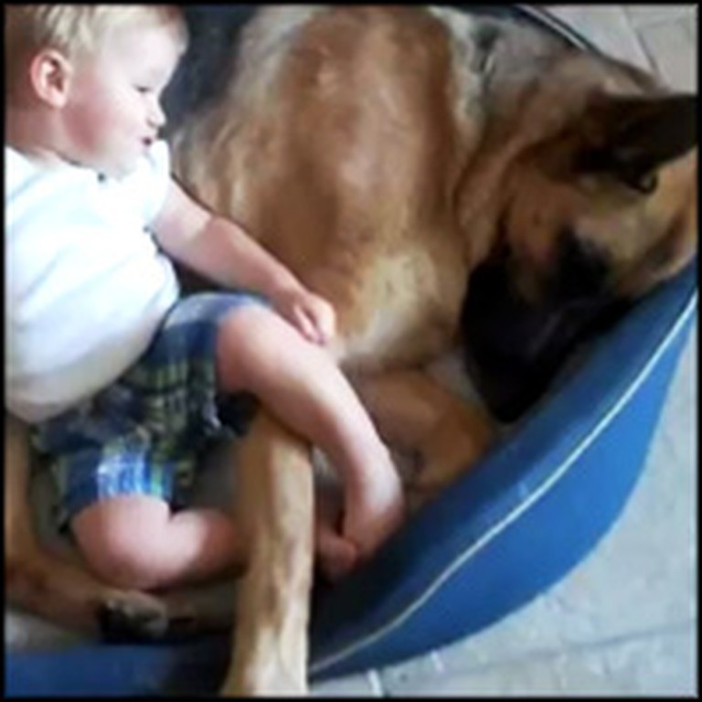 Huge Dog Shares His Bed with a Tiny Baby