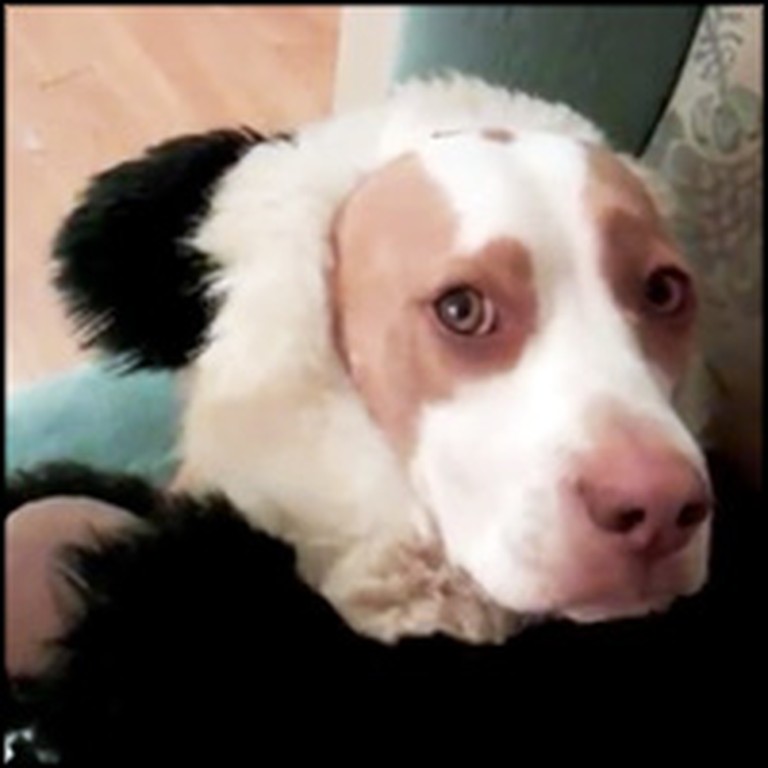 Extremely Silly Dog Will Make You Laugh with his Shenanigans