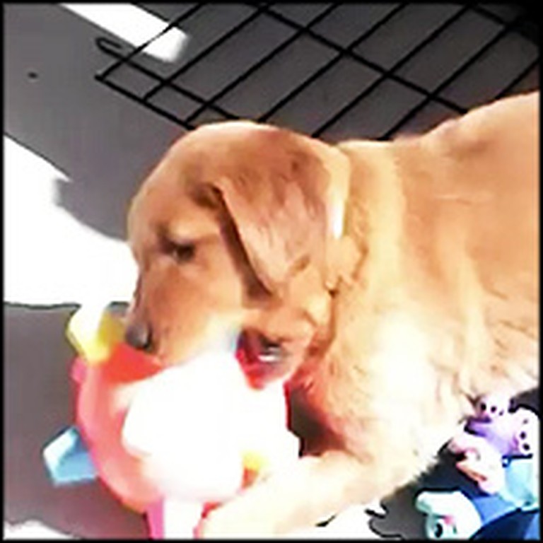 Cutest Puppy Ever Has a Blast With His New Toy