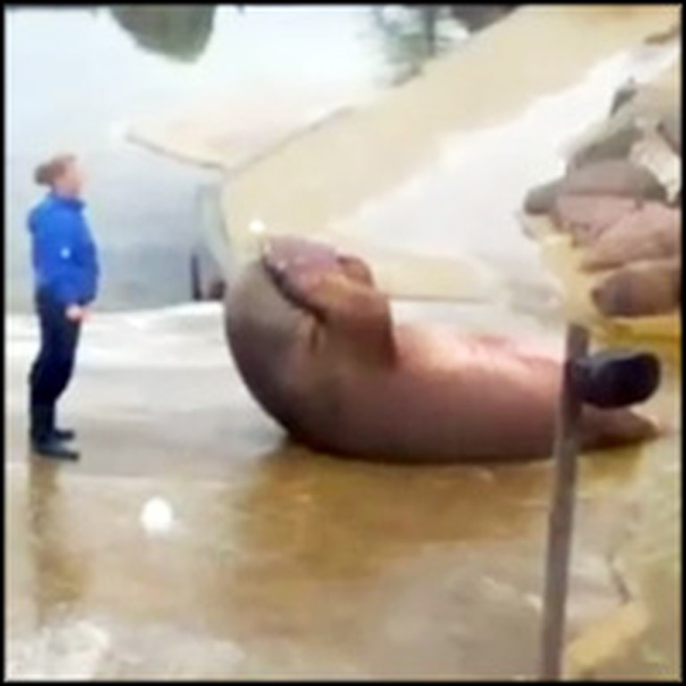 Hilarious Walrus Works on His Abs by Doing Perfect Sit Ups