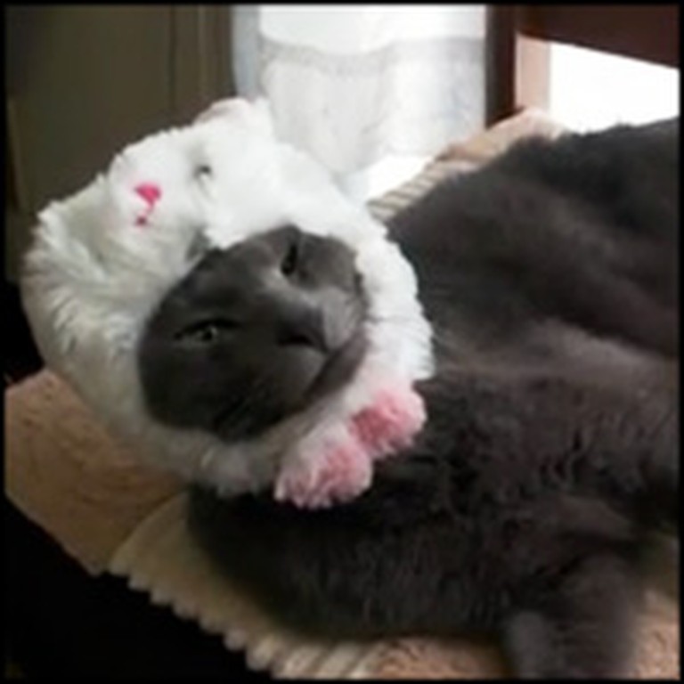 Cute Cat Does the Strangest Thing with a Bunny Hat