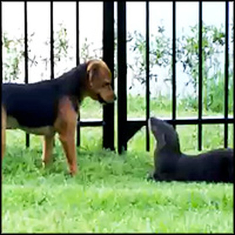 Dog and River Otter Become Unlikely Friends