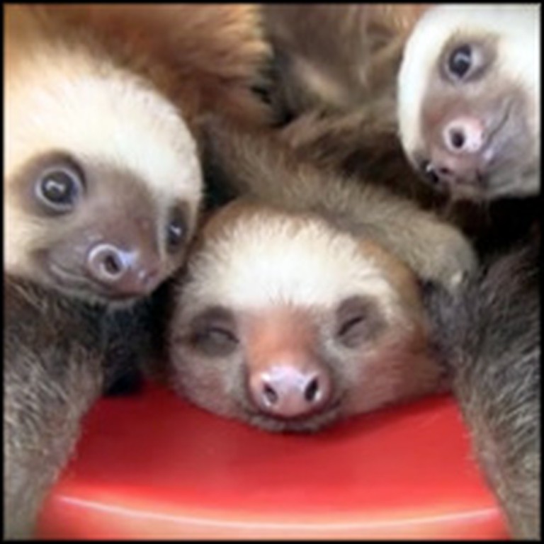 Adorable Baby Sloths in a Bucket Are Just Too Cute