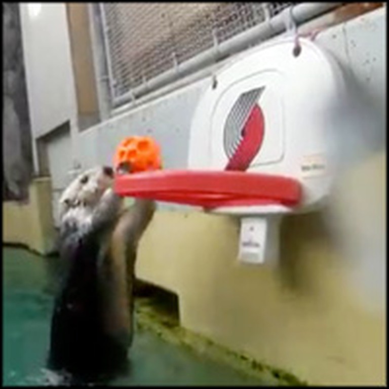 Elderly Sea Otter Does The Cutest Thing to Help His Arthritis 