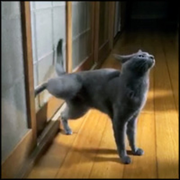 Smart Cat Really Wants Inside - So He Knocks