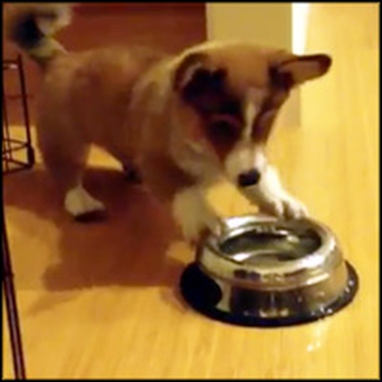 Adorable Corgi Fights with a Bowl of Ice Water