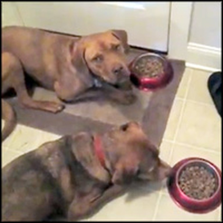 2 Sweet Dogs Say Their Prayers Before Eating Dinner