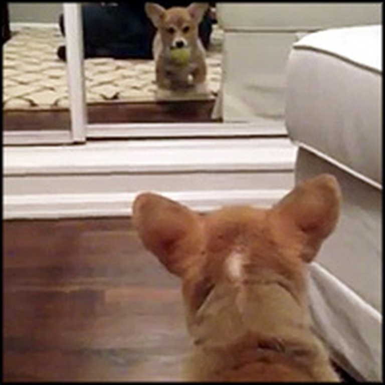 Corgi Puppy's Hilarious Reaction to Seeing Herself in the Mirror