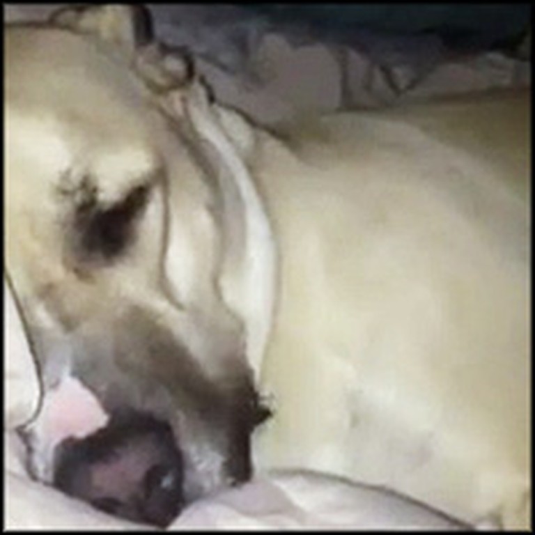 Dog Snores in the Funniest Way While He Sleeps