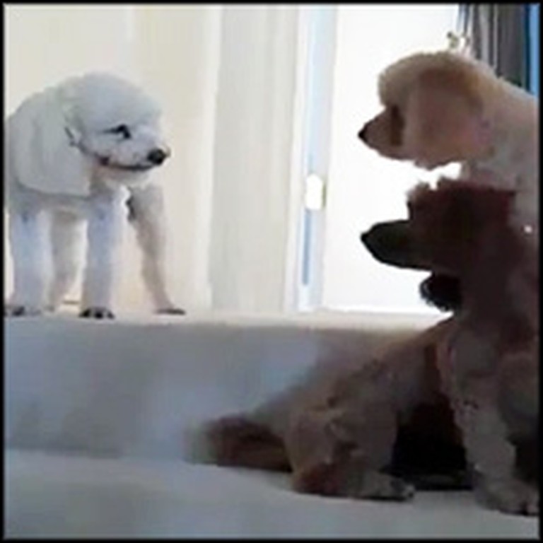 Very Guilty Dog Does the Funniest Thing