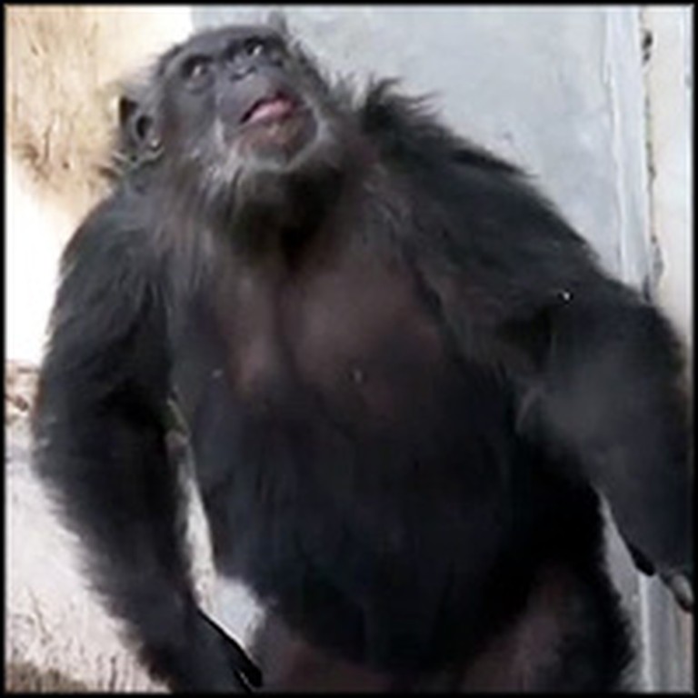 Chimps Cruelly Abused by Scientists are Finally Set Free