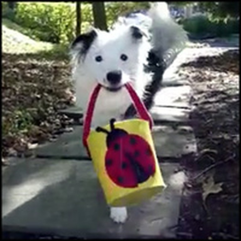 Highly Intelligent Border Collie Will Wow You With Her Tricks