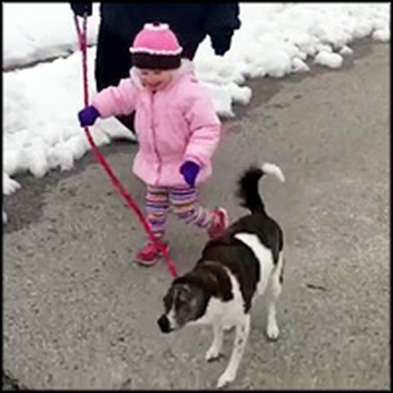 Little Girl Is Delighted To Walk the Dog