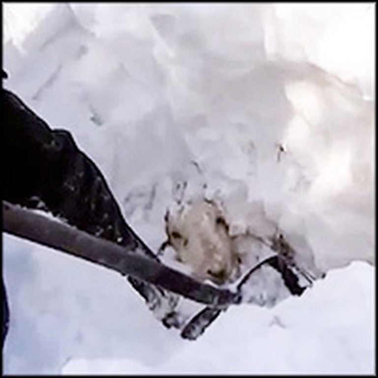 Farmer & Dog Rescue Sheep Buried Alive Under Snow for 3 Days