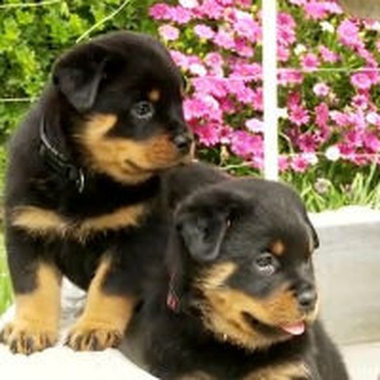 Really Cute Rottweiler Puppies Play in a Fountain