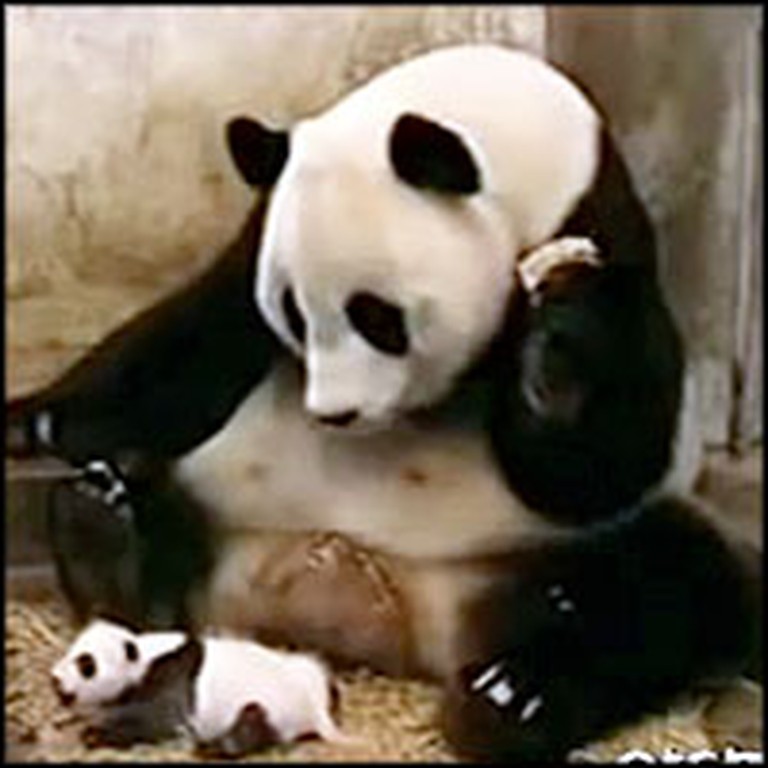 Funniest Thing Happens When a Baby Panda Sneezes