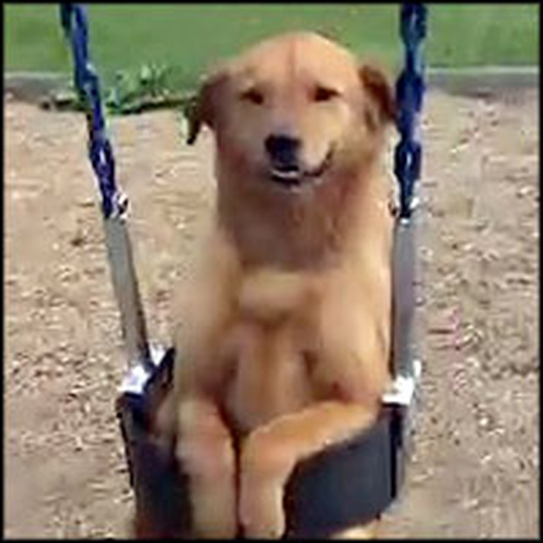 Special Dog Loves to Play on the Swing