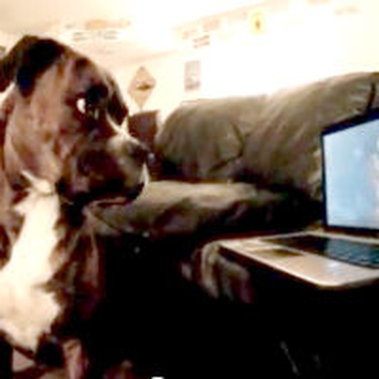 Adorable Boxer Tries to Learn How to Howl