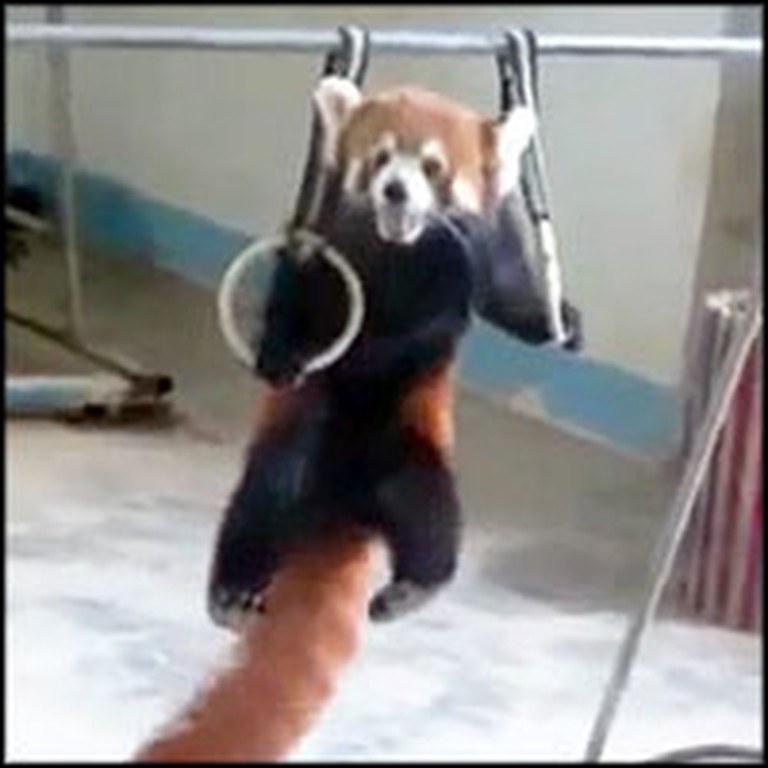 Adorable Red Panda Loves to Do Gymnastics