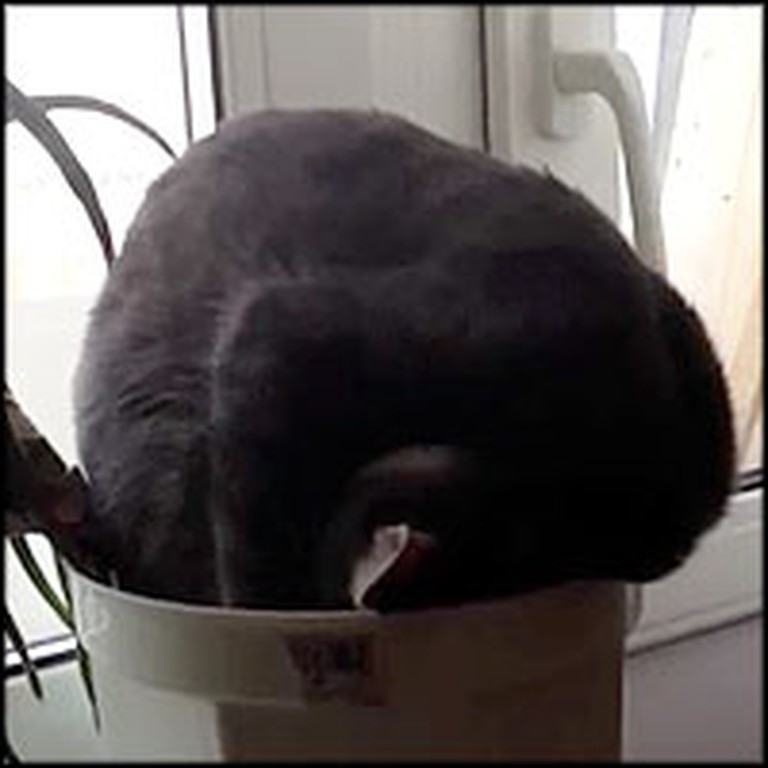 Silly Cat is Caught Sleeping in a Flower Pot