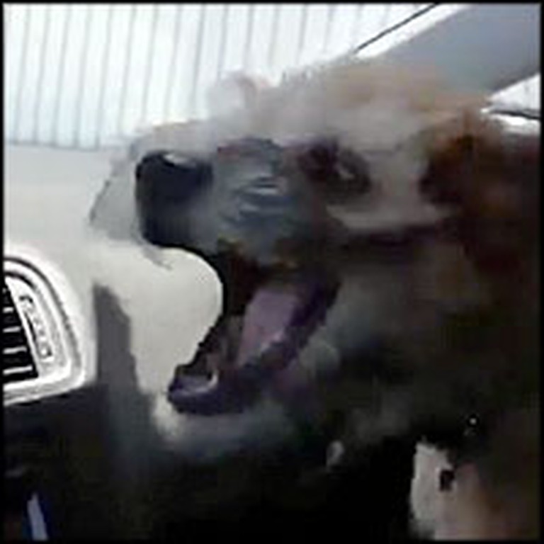 Dog Does the Funniest Thing to an Air Conditioner