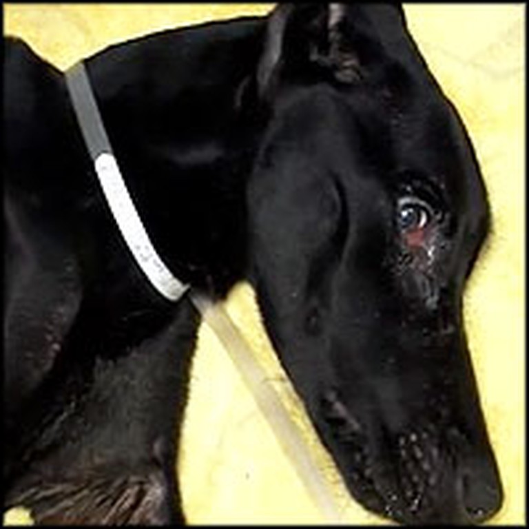 Unbelievable Recovery of Dog So Badly Abused He Nearly Died
