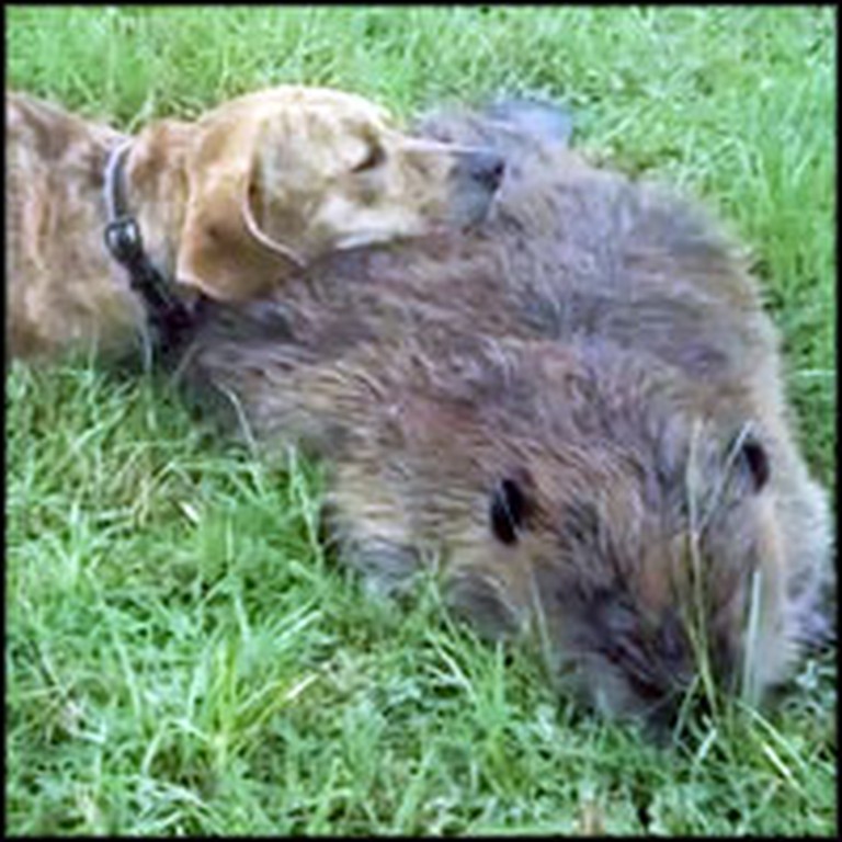 Dog Sadly Mourns the Death of Her Best Friend