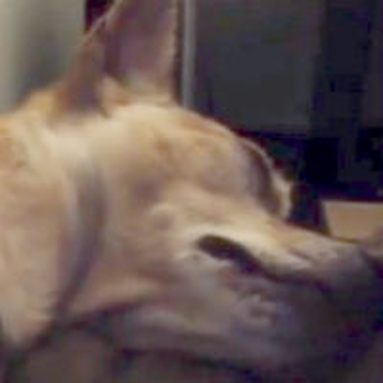 Chihuahua's Snore Sounds Like Raindrops