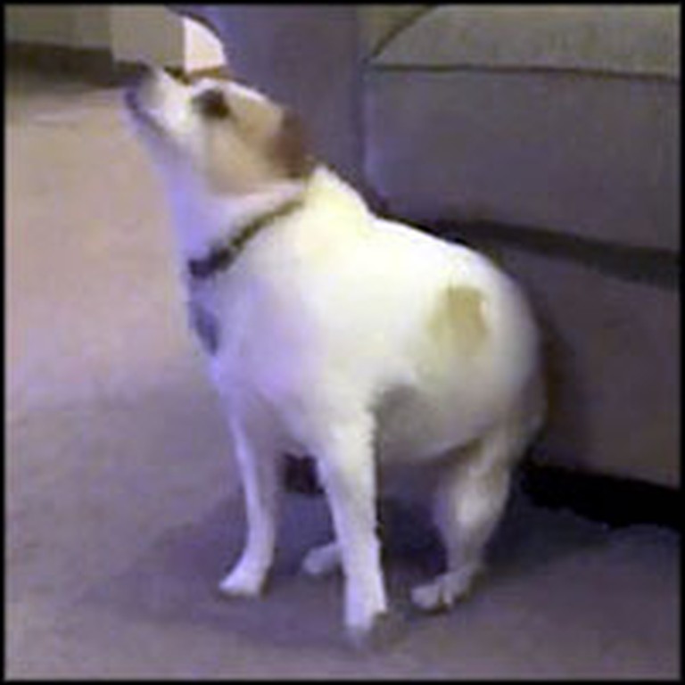 Hilarious Dancing Dog Gets Down to Funky Christian Music