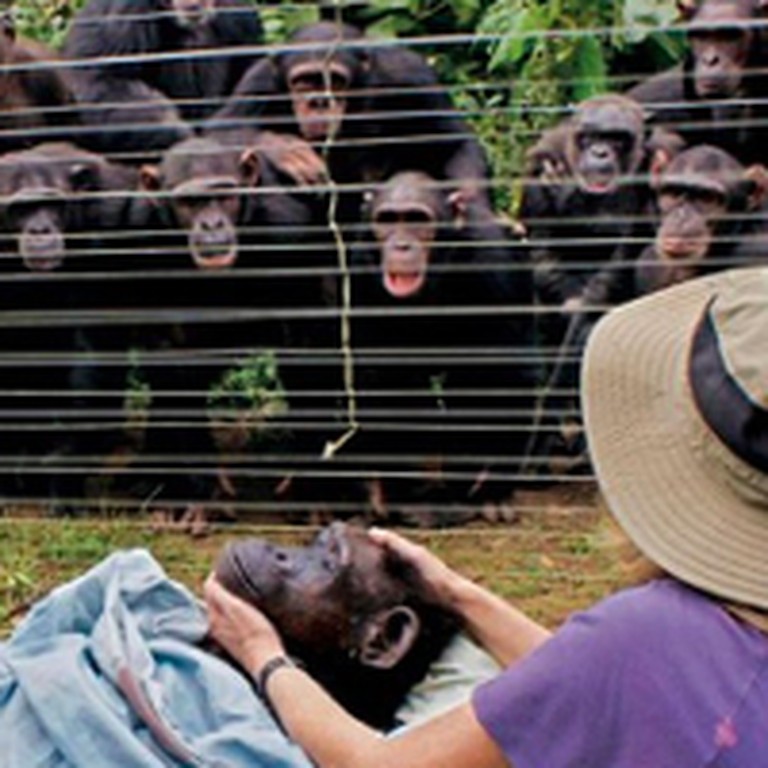 Touching Footage of Chimps Mourning the Death of One of Their Own