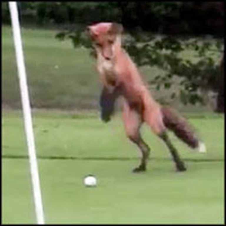 Game of Golf Gets an Adorable Interruption From a Playful Baby Fox