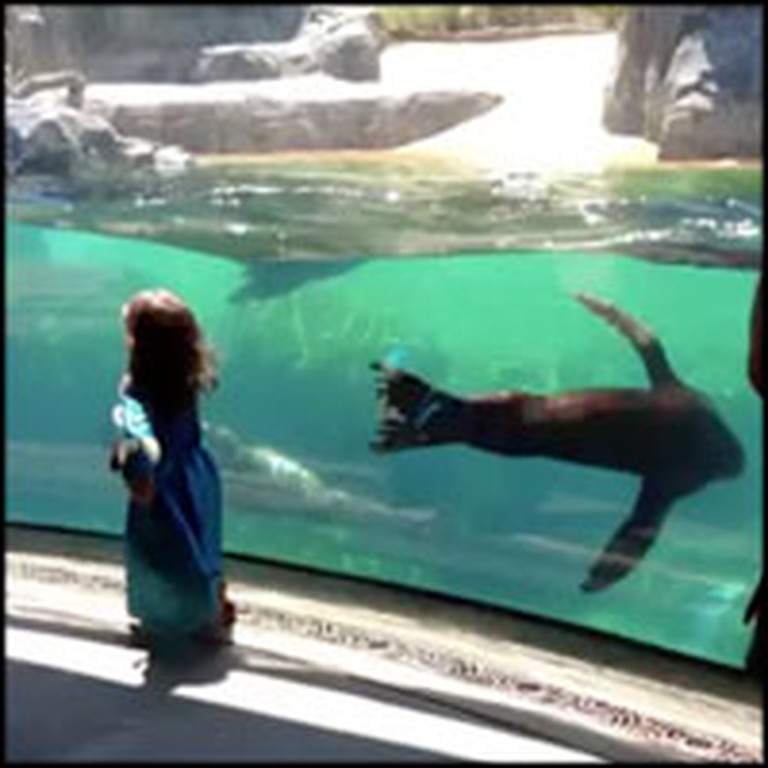 Sea Lion Gets Concerned For a Little Girl