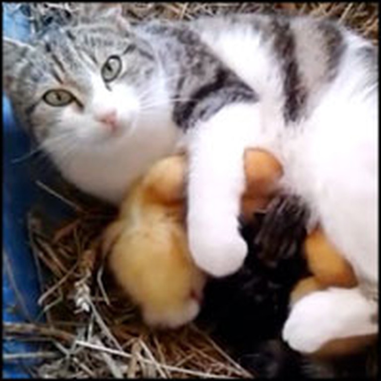 Loving Momma Cat Adopts Abandoned Ducklings