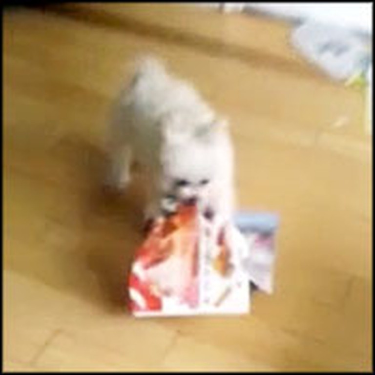 Fluffy Puppy Does Something Hilarious When the Mail Comes