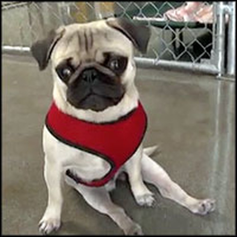 Pepe the Paralyzed Pug's Spirit and Determination Will Inspire You