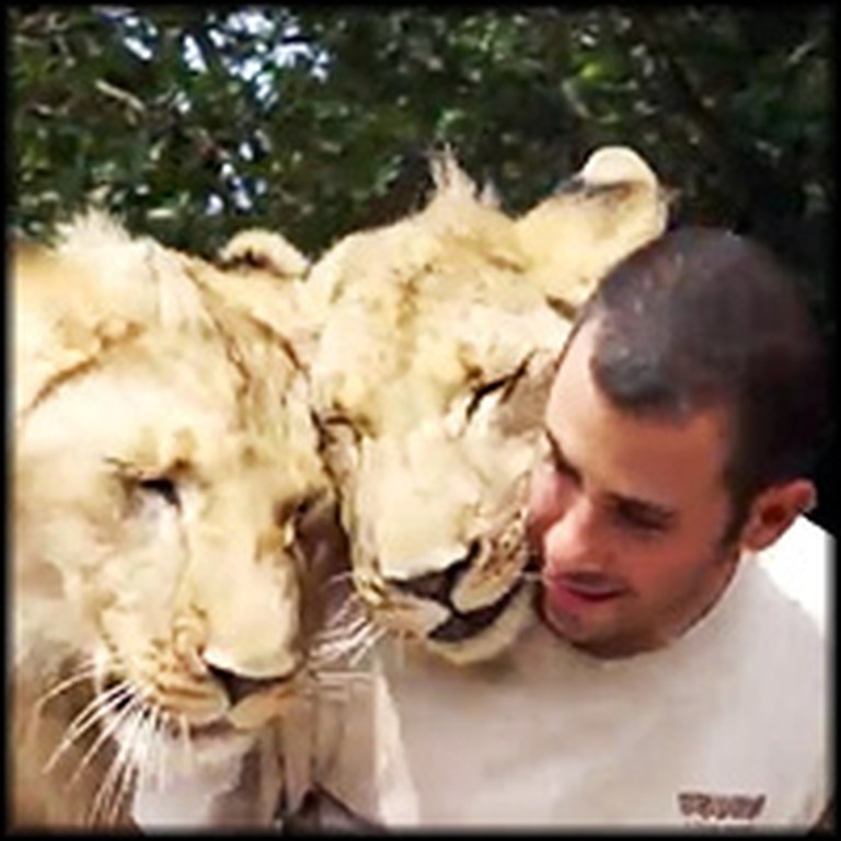 Loving Lions Start Their Day by Cuddling With Human Best Friend