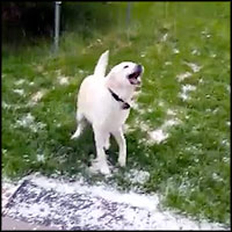 Fun-Loving Dog Tries to Catch Tiny Hail in his Mouth