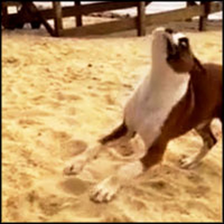 Boxer Puppy Does Something Hilarious When She Plays With a Lime