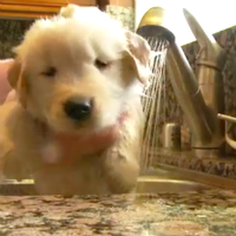 Sweetest Little Puppy Takes a Bath - and Steals Our Hearts