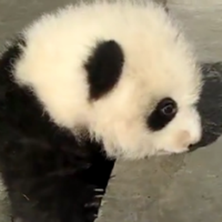 Frustrated Baby Panda Can't Get Up The Steps