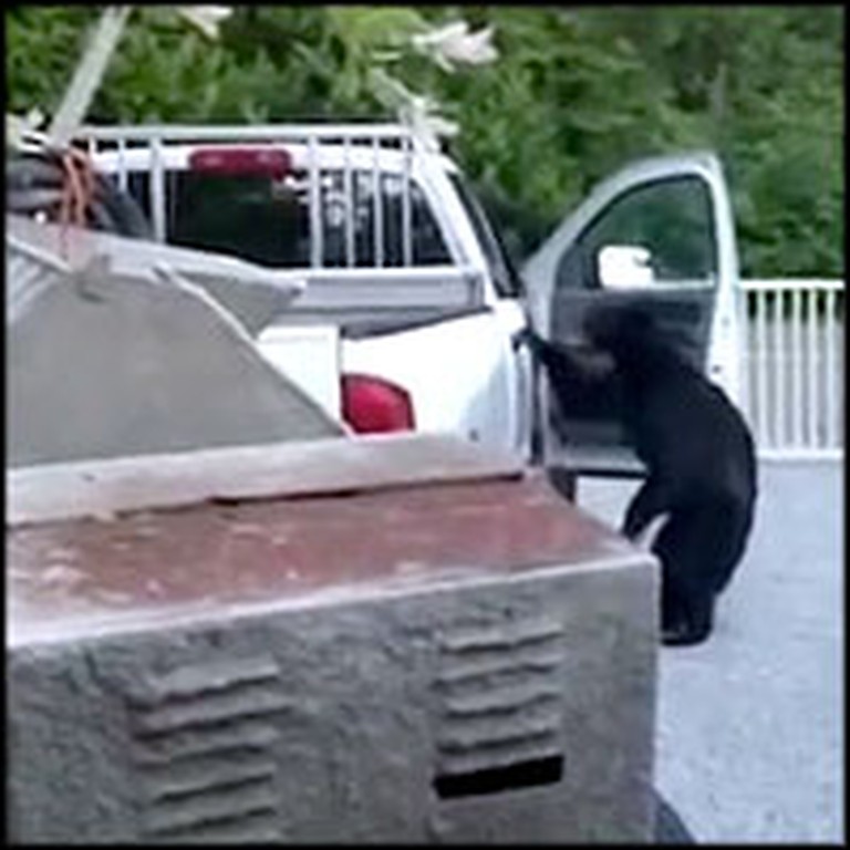 Family Catches a Black Bear Rummaging Through Their Car