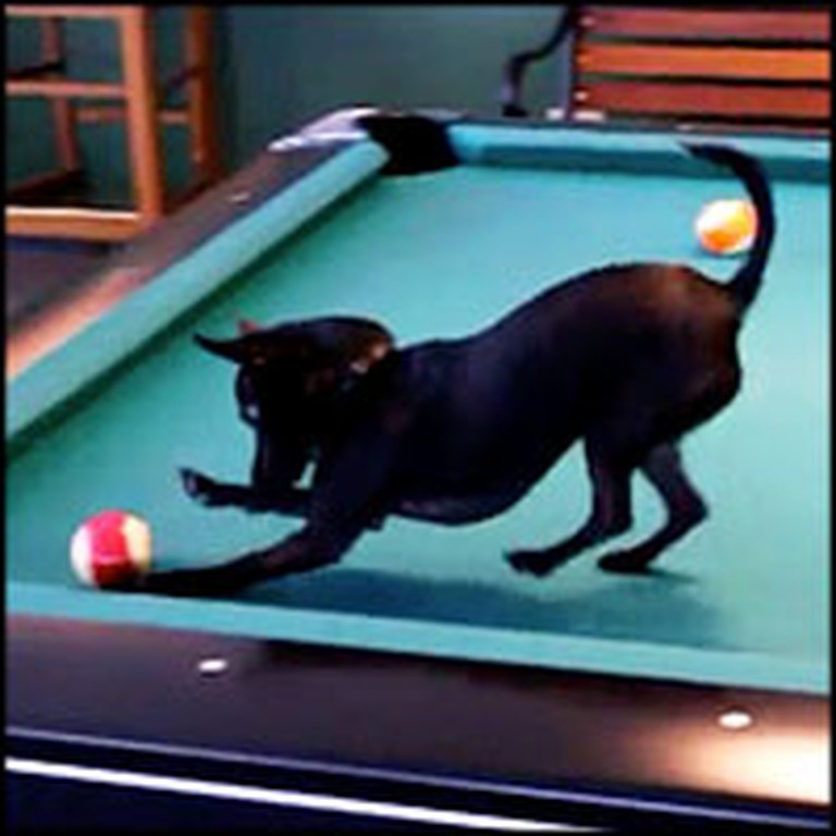 Incredibly Happy Puppy is a Pro at Playing Pool