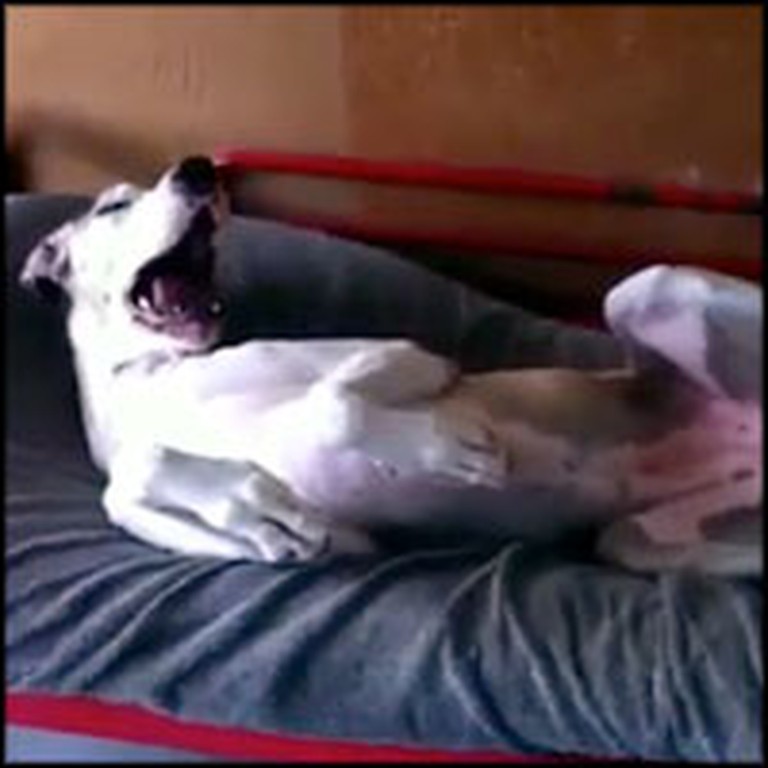 Silly Dog Hates Mornings and Won't Wake Up