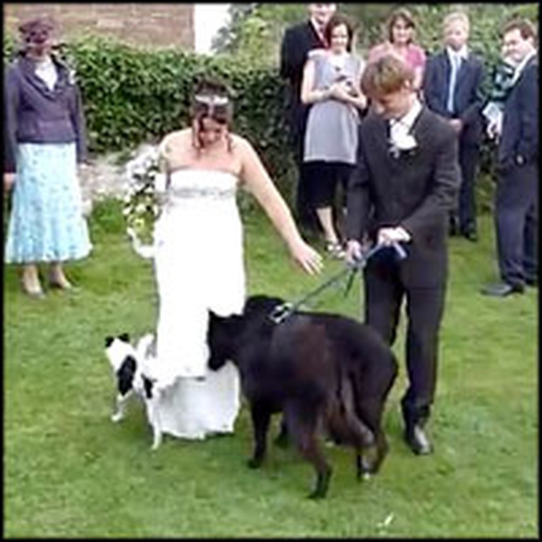Dog Gives a Bride a Special Wedding Present - LOL!