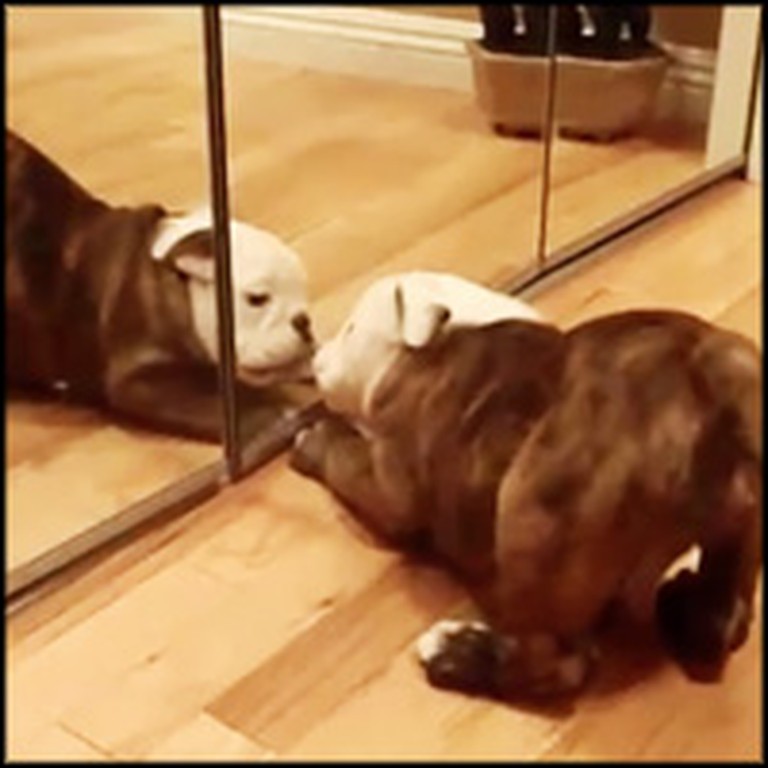 Bulldog Puppy Has Hilarious Reaction When He Sees Himself in the Mirror
