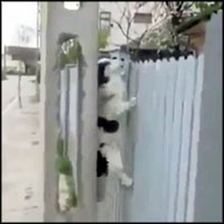 Mission Impawsible Dog Does Something Crazy to Escape