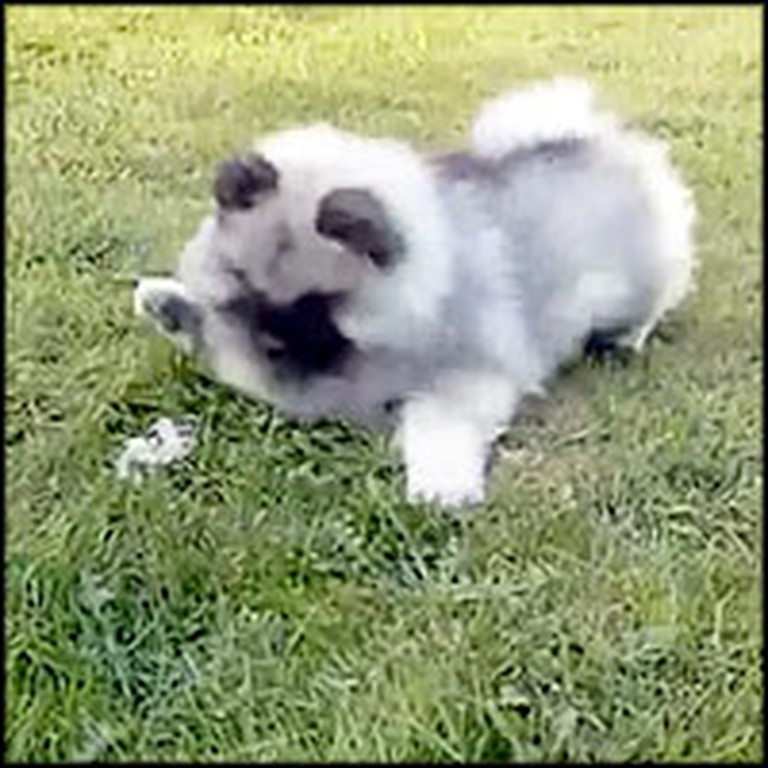 Fluffy Puppy VS. a Fluffy Dandelion - Awww